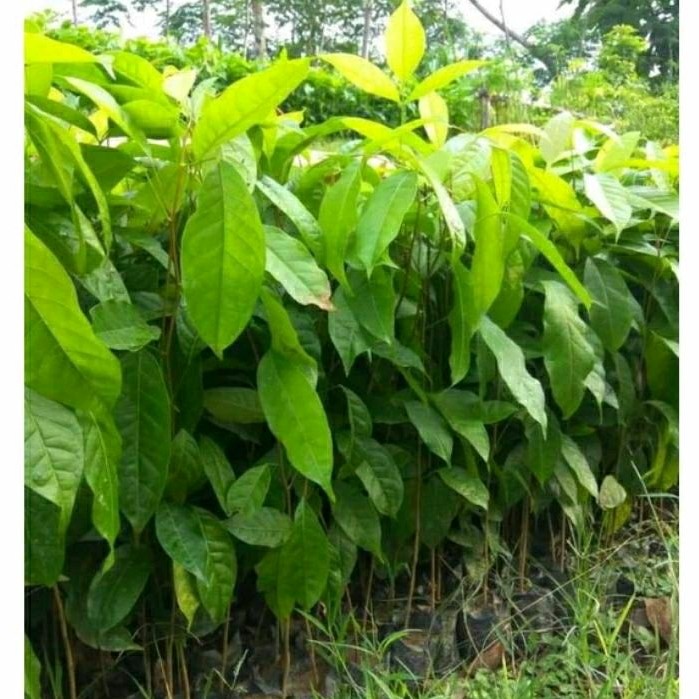 BIBIT MAHONI SIAP TANAM, BIBIT KAYU MAHONI