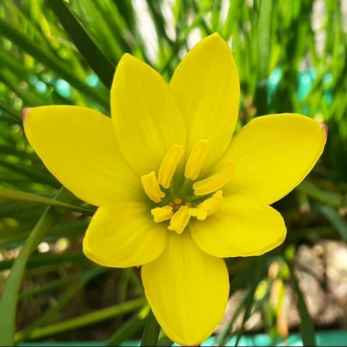 (BISA COD) tanaman lily rain kuning lili hujan kuning