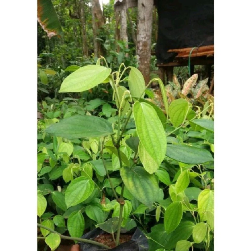 bibit lada perdu siap tanam