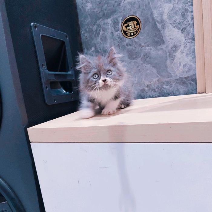 kucing kiiten Norwegian forest bicolor