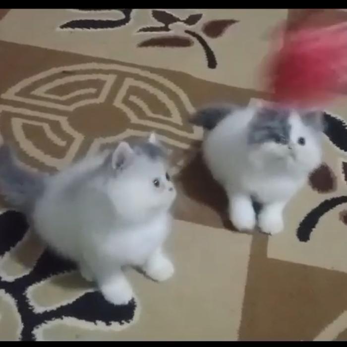 Kucing persia flatnose abu putih