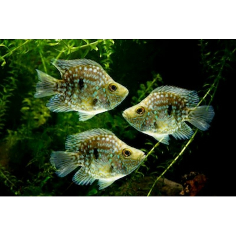 Tankmate aquarium ikan hijau texas balon chicilid fish / ikan hias texas shot body green berkualitas