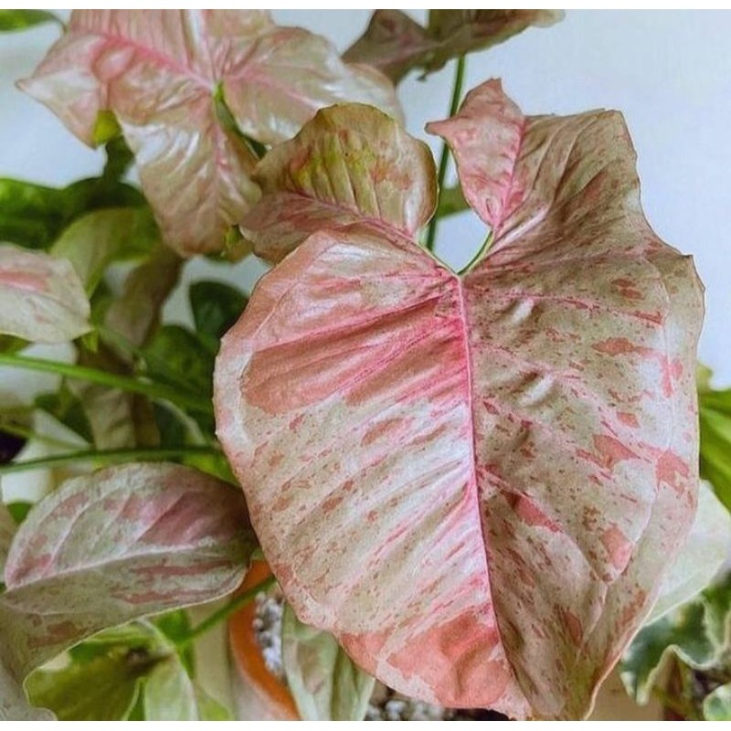 Tanaman Syngonium Pink Spot - Tanaman Hidup Cantik Pink Spot - Syngonium - Syngonium Pink Spot