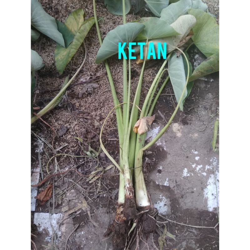 bibit talas Bogor Ketan Asli. bukan talas bogor pratama (RGL)