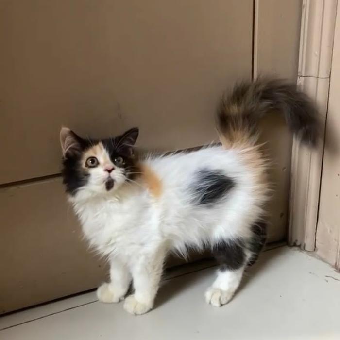 kitten Persia calico