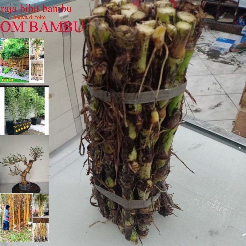 bibit rumput odot super isi 1kg (harga kiloan)