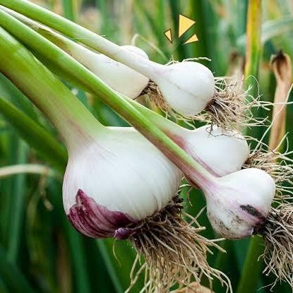 DAUN BAWANG KECIL [Bawang Chung]