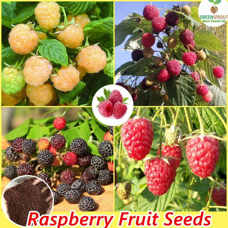 100 Butir biji mixed 3 colors Bibit Benih Biji Buah Raspberry Yellow - Buah Raspberry Kuning - Biji 