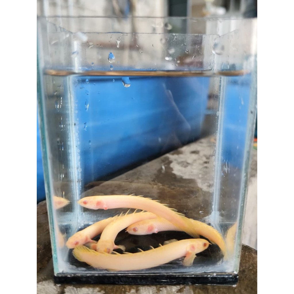 palmas albino/ikan naga albino/ikan purba albino/Polypterus albino dekorasi aquarium