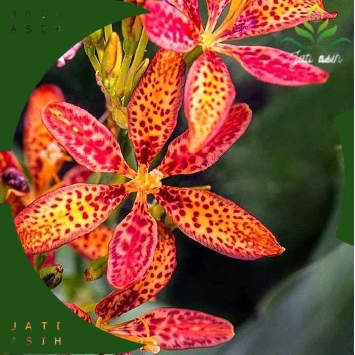 Tanaman Hias Anggrek Dendrobium Siap Berbunga - Pot Plastik/Polibag dengan Tanah