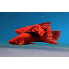 Platy Red Blood simpson  - Platy Pedang aquascape  aquarium
