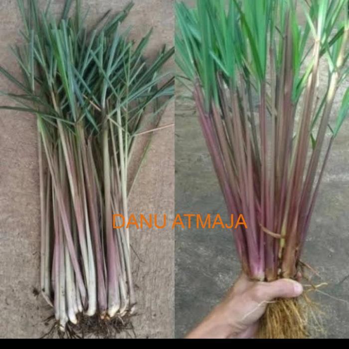 Bibit sereh wangi,sereh lanang,1 kg sereh wangi/sereh merah
