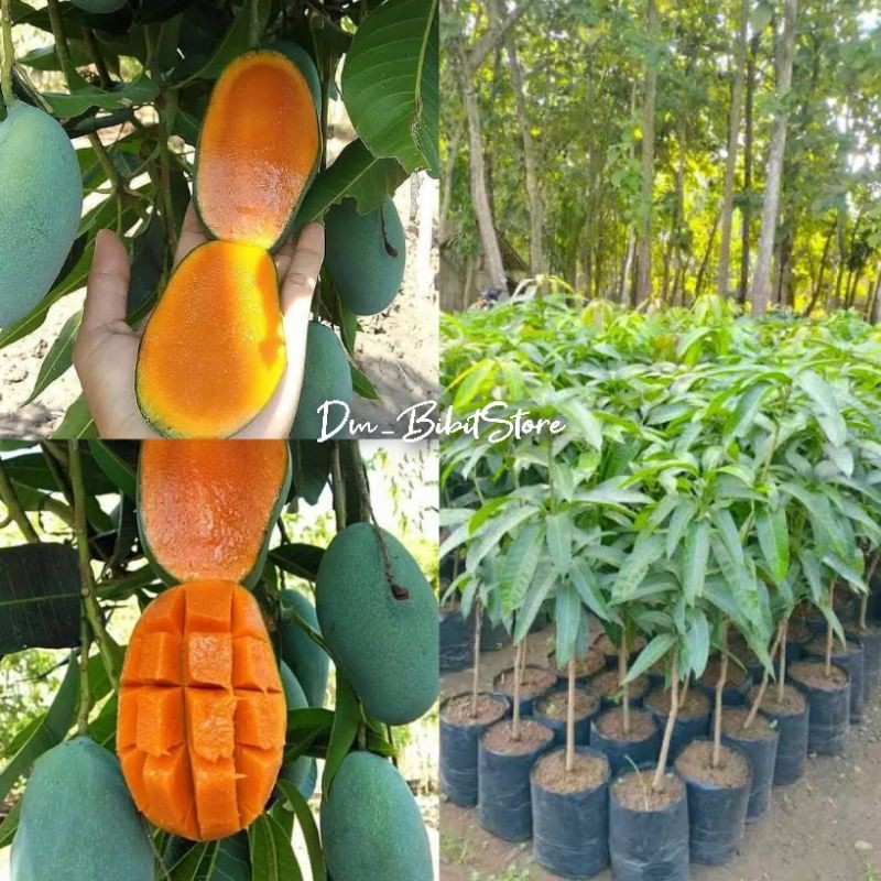 Bibit Mangga Harum Manis Probolinggo Asli Cepat Berbuah | Bibit Hasil Okulasi