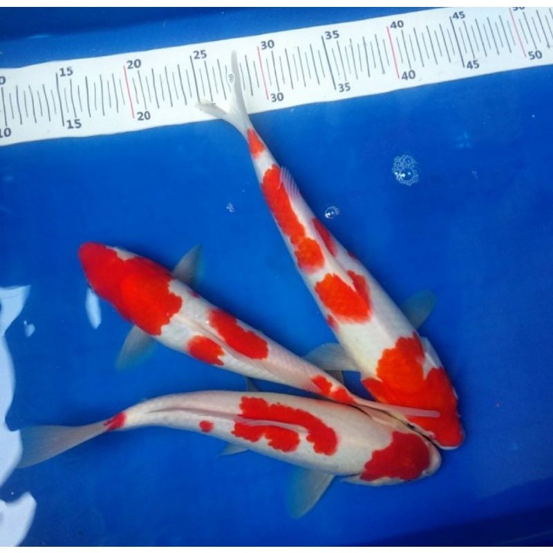 TERLARIS SEPASANG KOI KOHAKU SHOWA SIRO BISA REQUEST BLITAR GRADE A PROGRESS INDUKAN SIZE 18-20CM BE