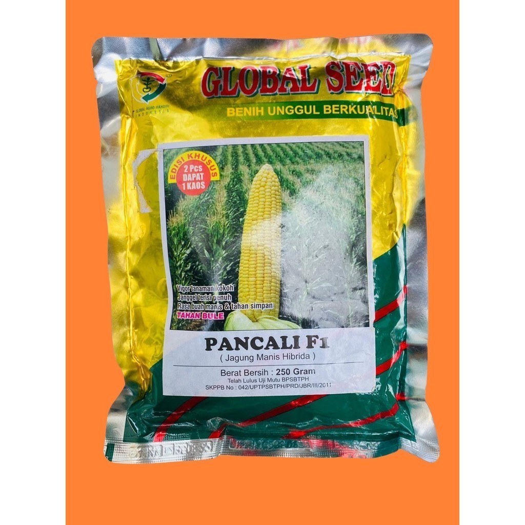 Benih Unggul Jagung Manis PANCALI F1 dari Global Seed Jagung manis hibrida yang memiliki vigor tanam