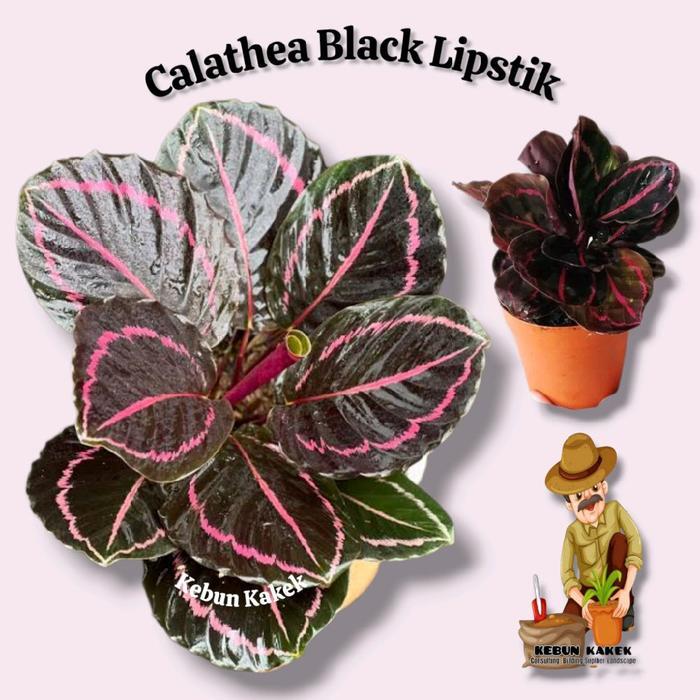 Tanaman Calathea Black Lipstik / Tanaman Hias Hidup Calathea Black Lipstik / Bibit Calathea Black Li