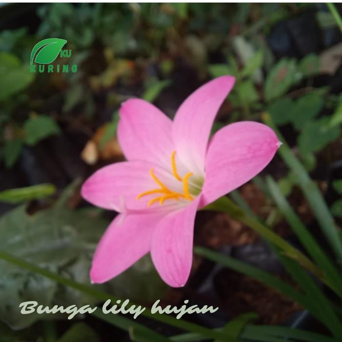 Bibit bunga lily hujan - rain lily