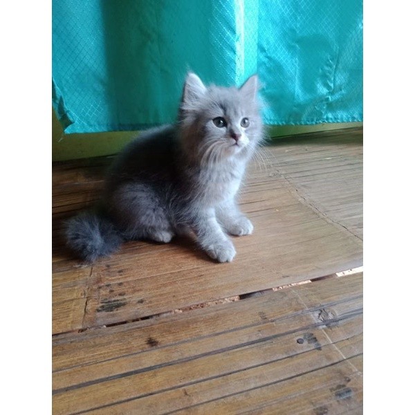 kucing kitten Persia long hair