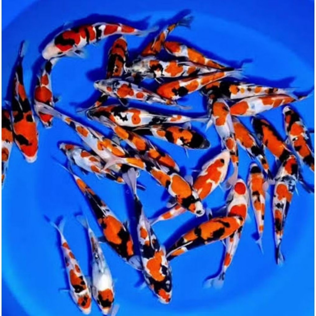 Ikan Koi Kohaku Sanke Shiro Showa Grade A Size 7-10 Cm / Koi Murah Berkualitas Warna Cantik