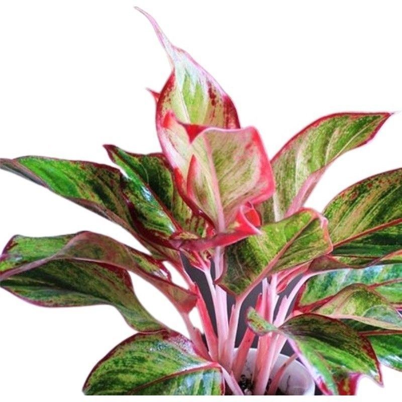 Tanaman Hias Aglonema Lipstik Pink - Aglonema Lipstik Pink- Tanaman Aglonema Bibit Remaja