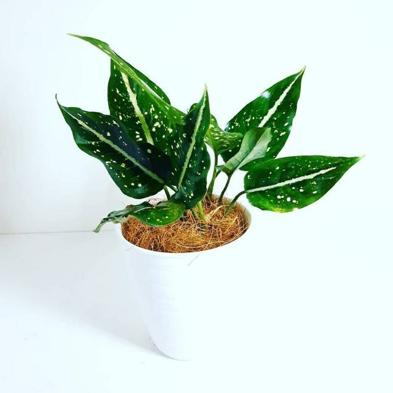 Aglonema Srikit - Tanaman Aglonema Srikit - Bibit Tanaman Hias Aglonema Srikit Remaja