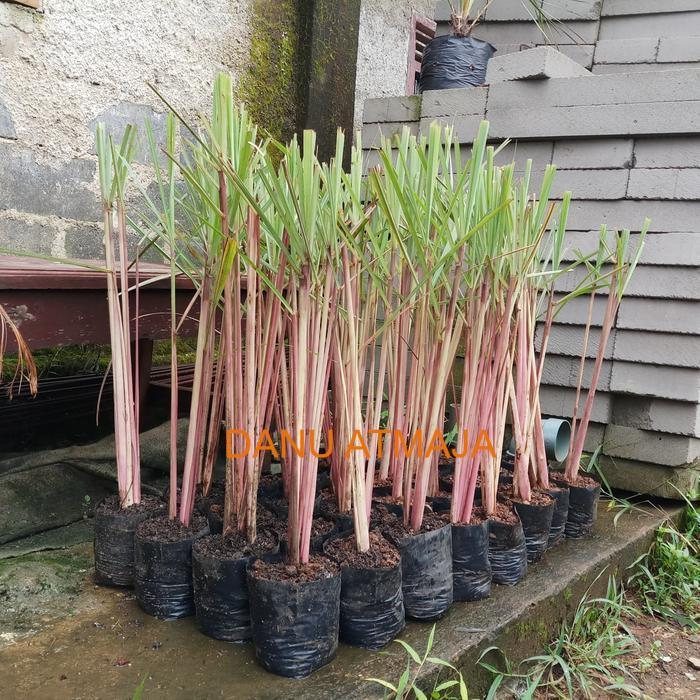 Tanaman Sereh merah | sereh wangi 1 kg sereh wangi/sereh merah