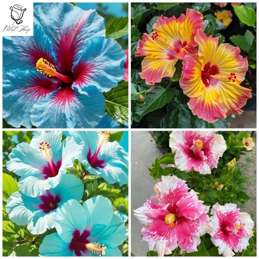 Tanaman hias kembang sepatu/ hibiscus bunga langka
