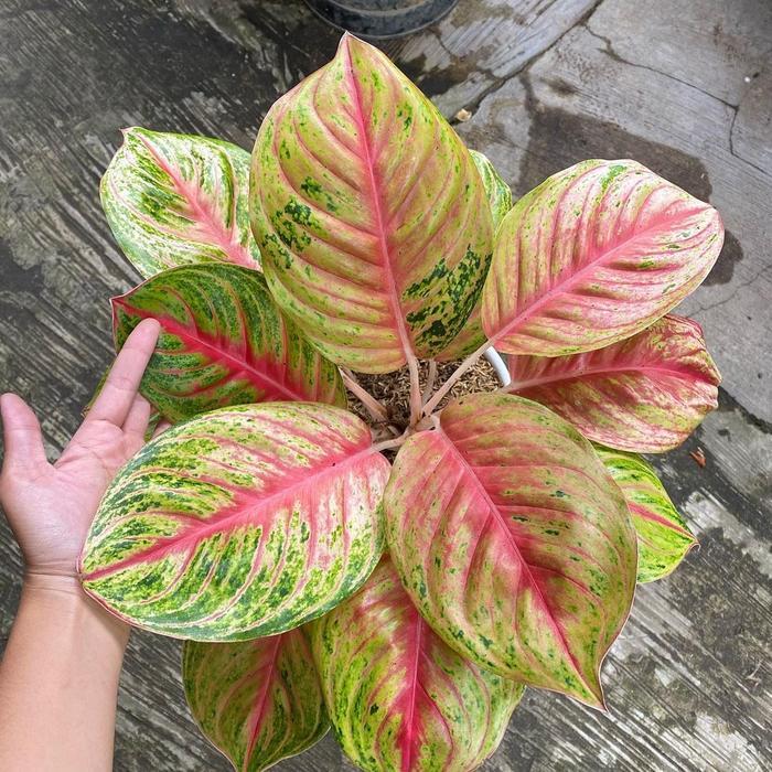 SALE Bonggolan Aglonema Andini Petani Aglonema Petani Aglonema2