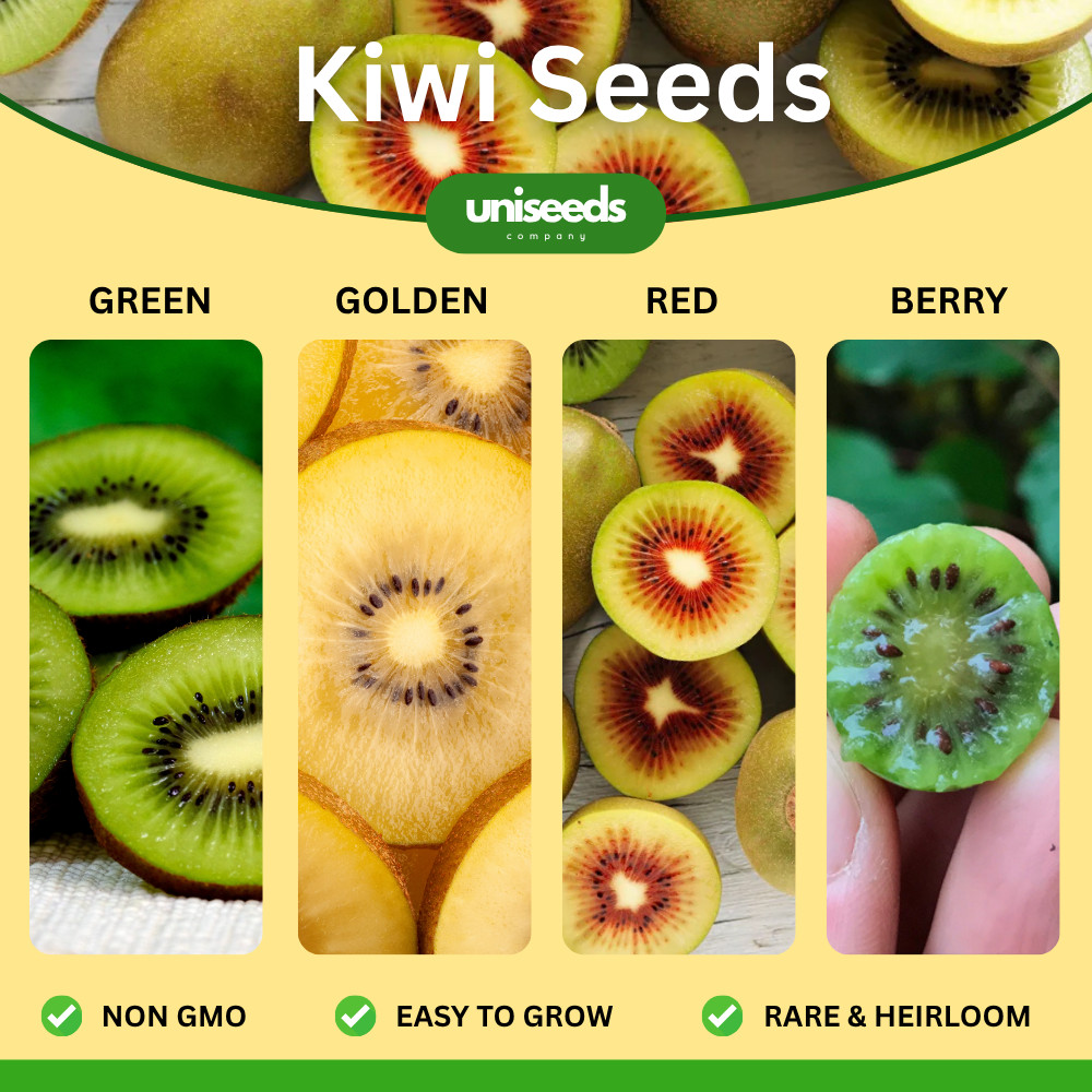 100benih Kiwi Fruit Seeds - Green Kiwi Seeds - Yellow Golden Kiwi Seeds Red Kiwi Seeds Yellow Kiwi S