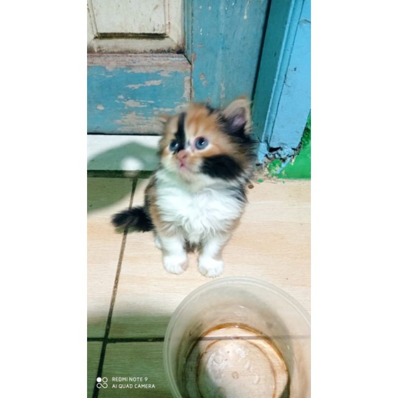 Kucing Kitten Calico Longhair