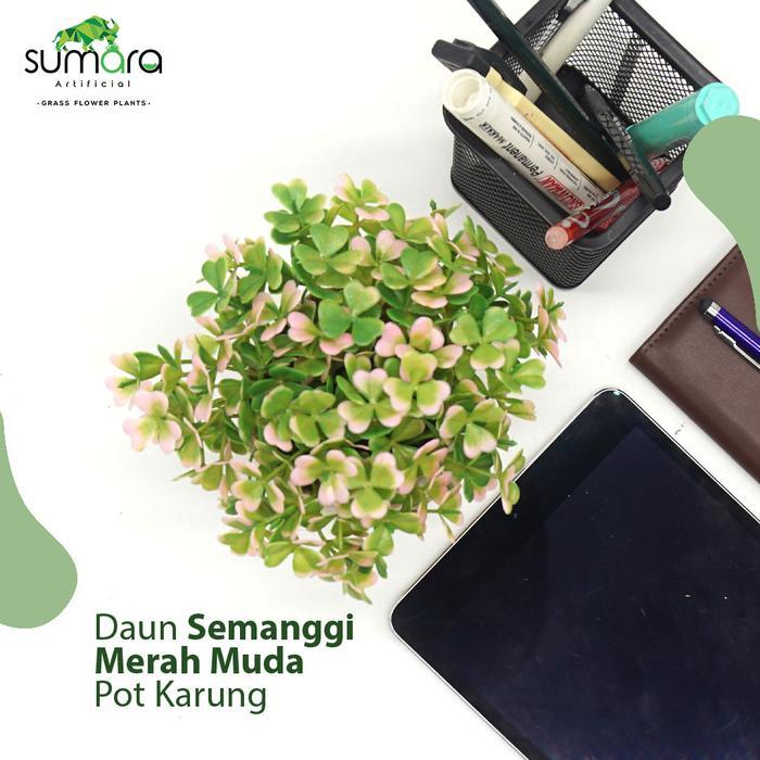 Daun Semanggi Merah Muda Pot Karung