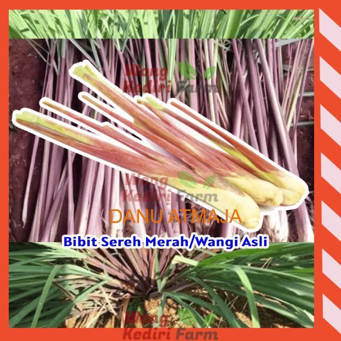 Bibit Sereh Merah Sereh Wangi Segar Asli 1 kg sereh wangi/sereh merah