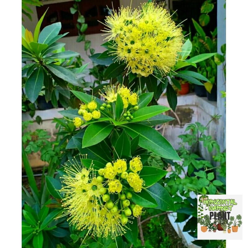 TANAMAN SANTOS LEMON BUNGA KUNING TINGGI 1 METER