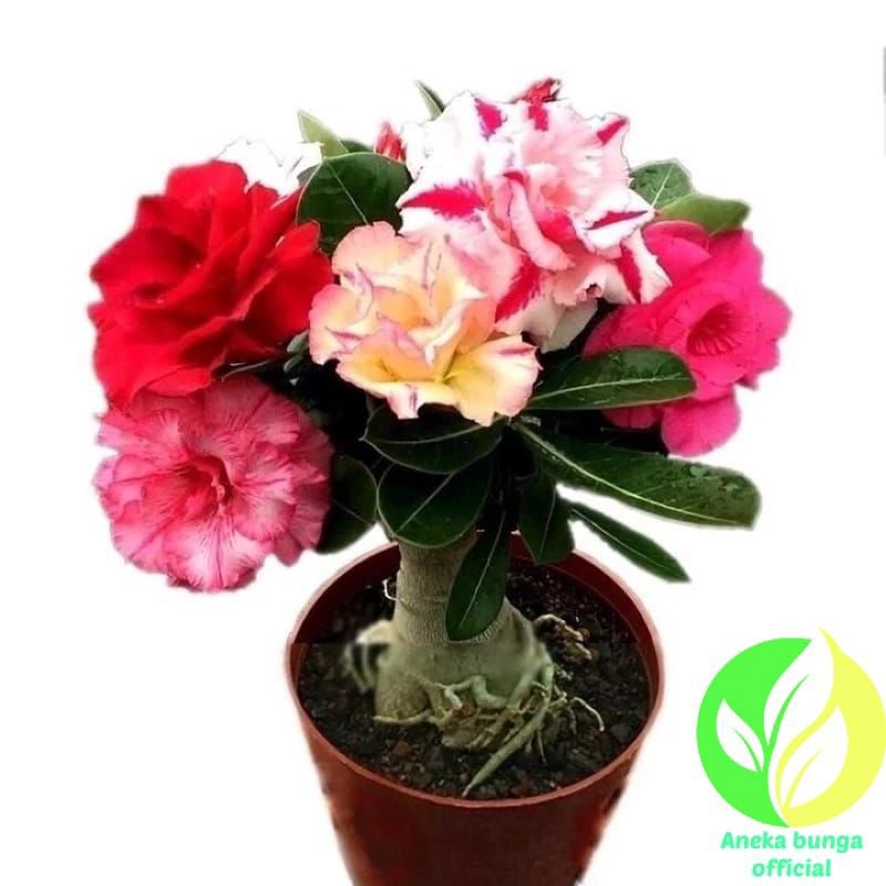 adenium super Tanaman hias bunga adenium tumpuk chameleon / bunga Kamboja jepang tumpuk adenium term