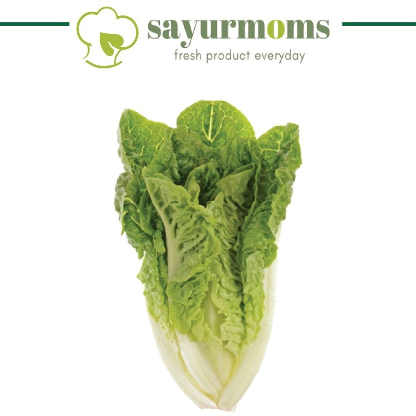 Romaine Lettuce 500 Gr - 1 Kg Surabaya Pengiriman Cepat Tengah