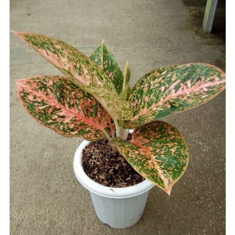 Bibit Beby Aglonema Stardas Orange Daun 1/2 Sehat