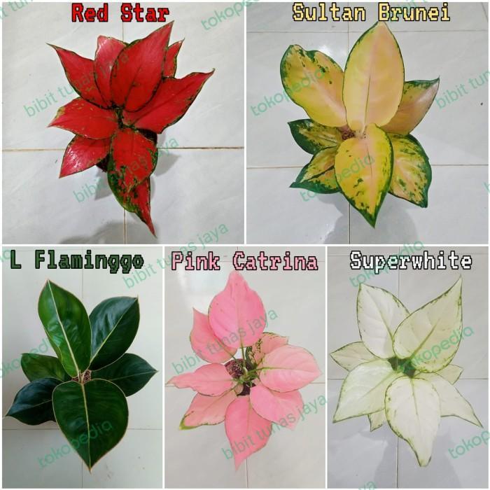 Paket Tanaman Bunga hias aglonema 11 macam - PAKET 4 POHON - PAKET 5 POHON B