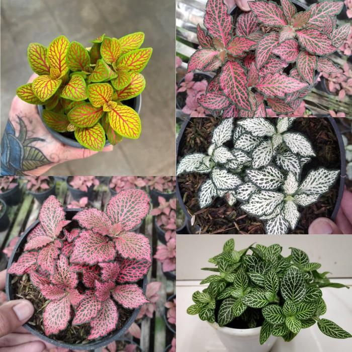 fitonia import mix-Tanaman Hias fittonia 5 Pohon - angel snow - paket 5 pot
