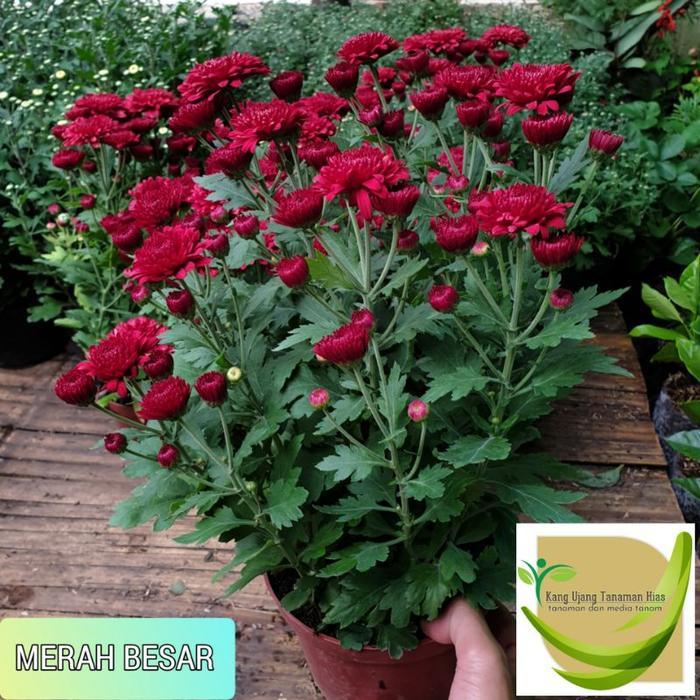 TANAMAN HIDUP BUNGA KRISAN ASTER (SUDAH BERBUNGA BUKAN BERUPA BIBIT/BIJI) - Aster Merah, 1 pohon