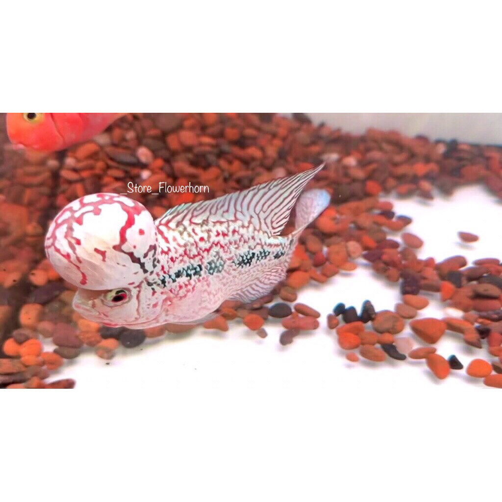 Burayak Louhan Kamfa 3-4 cm F2 Gen Thailand