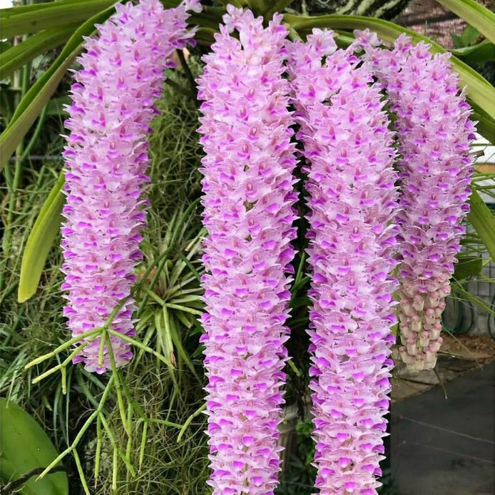 Jual anggrek ekor tupai Rhynchostylis retusa dewasa