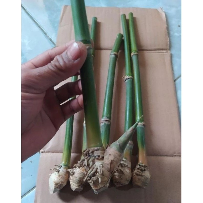 bibit bambu petung, bambu petung, bibit bambu jumbo bambu petung, bibit bambu murah