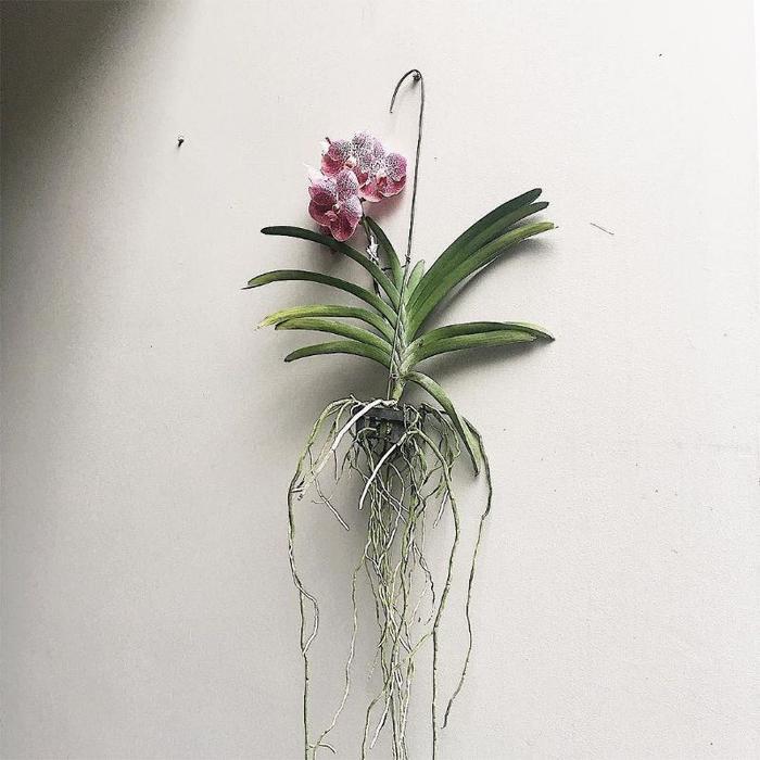 Anggrek Vanda siap berbunga