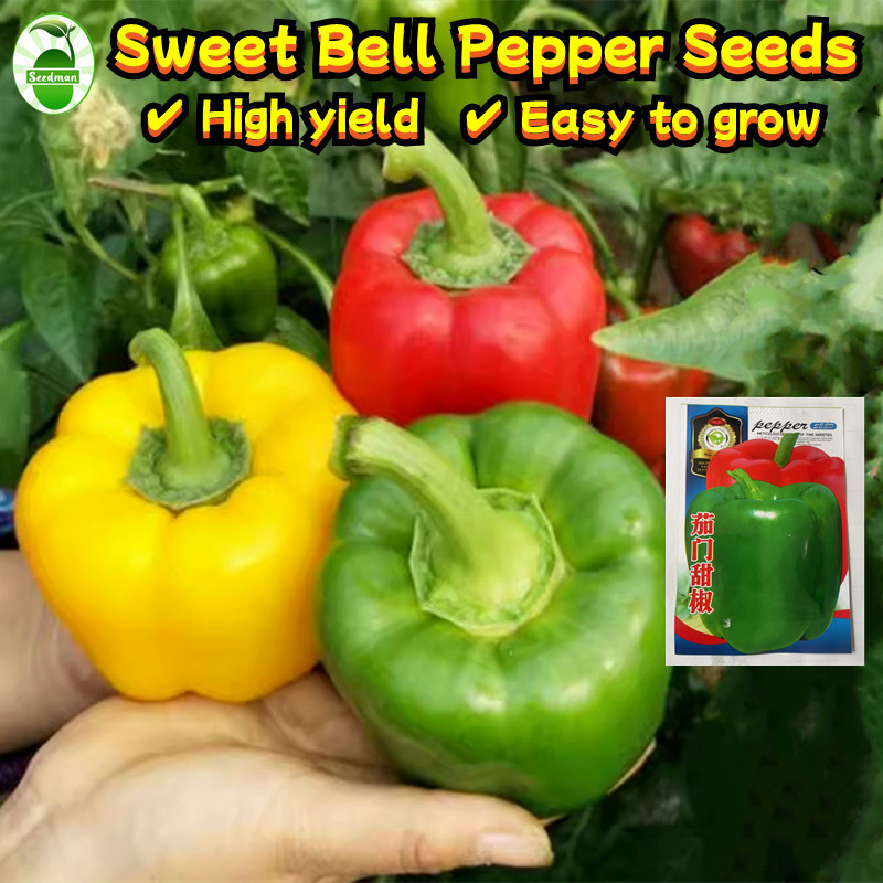 50butir biji High Yield Sweet Bell Pepper Seeds Bell Pepper Seeds unggul benih sayur sayuran