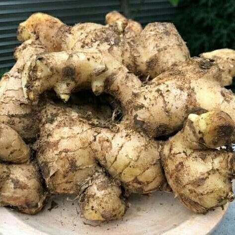 JAHE GAJAH JAHE PUTIH 1KG