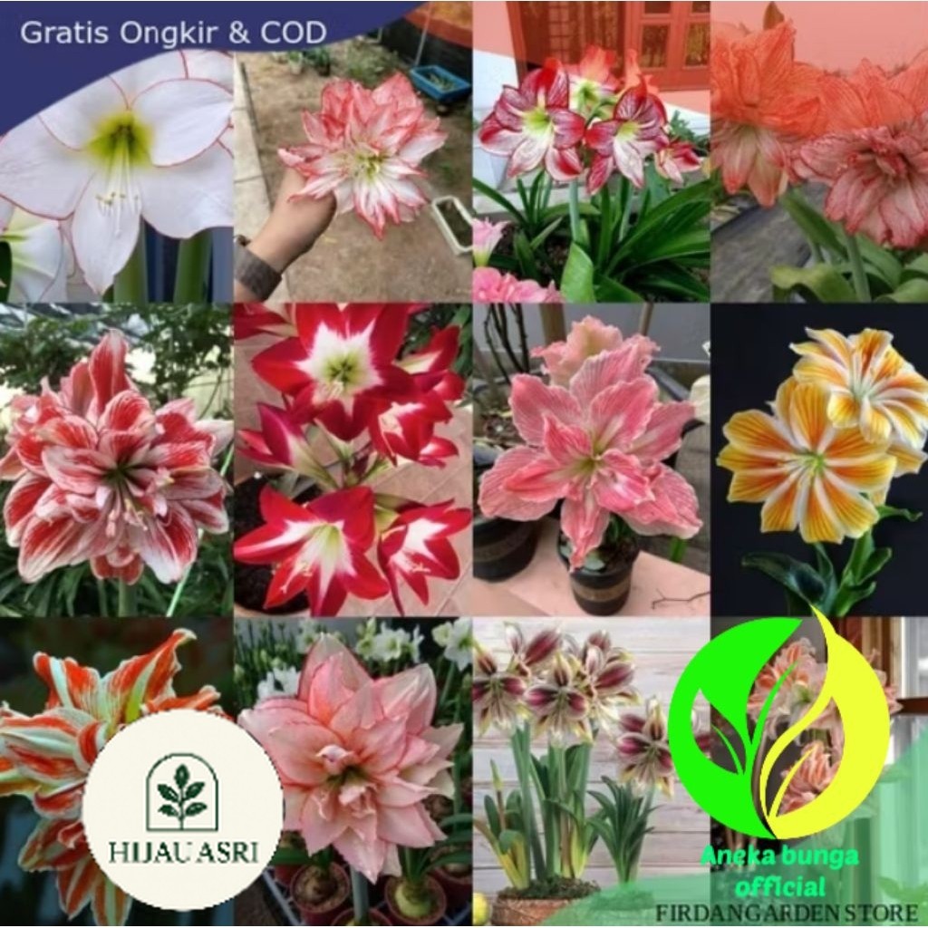 ( Hijau Asri ) PROMO PAKET 12 POHON BUNGA BAKUNG AMARILIS TUMPUK ASLI / PAKET 12 TANAMAN HIAS BUNGA 