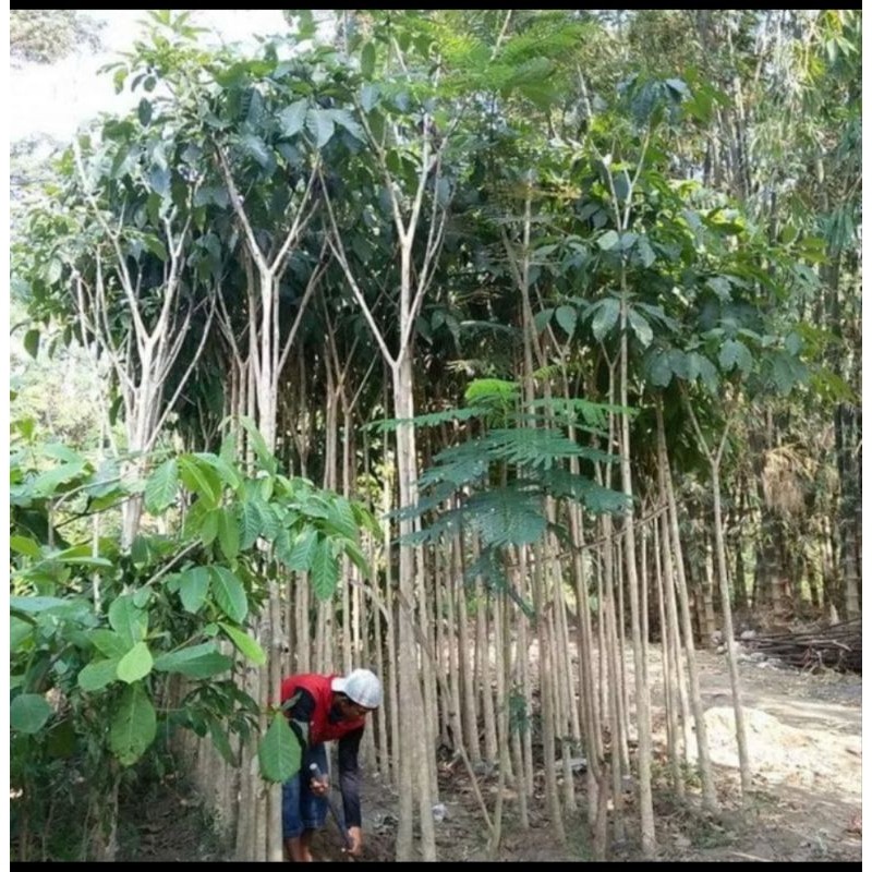 bibit tabebuya pink 1 meter up batang besar