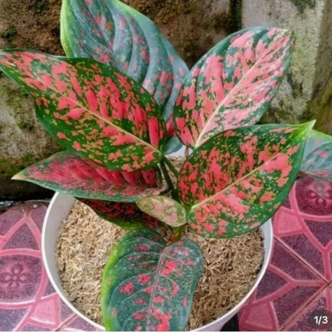 Tanaman Hias Aglonema Red Venus Daun 3 keatas Dewasa