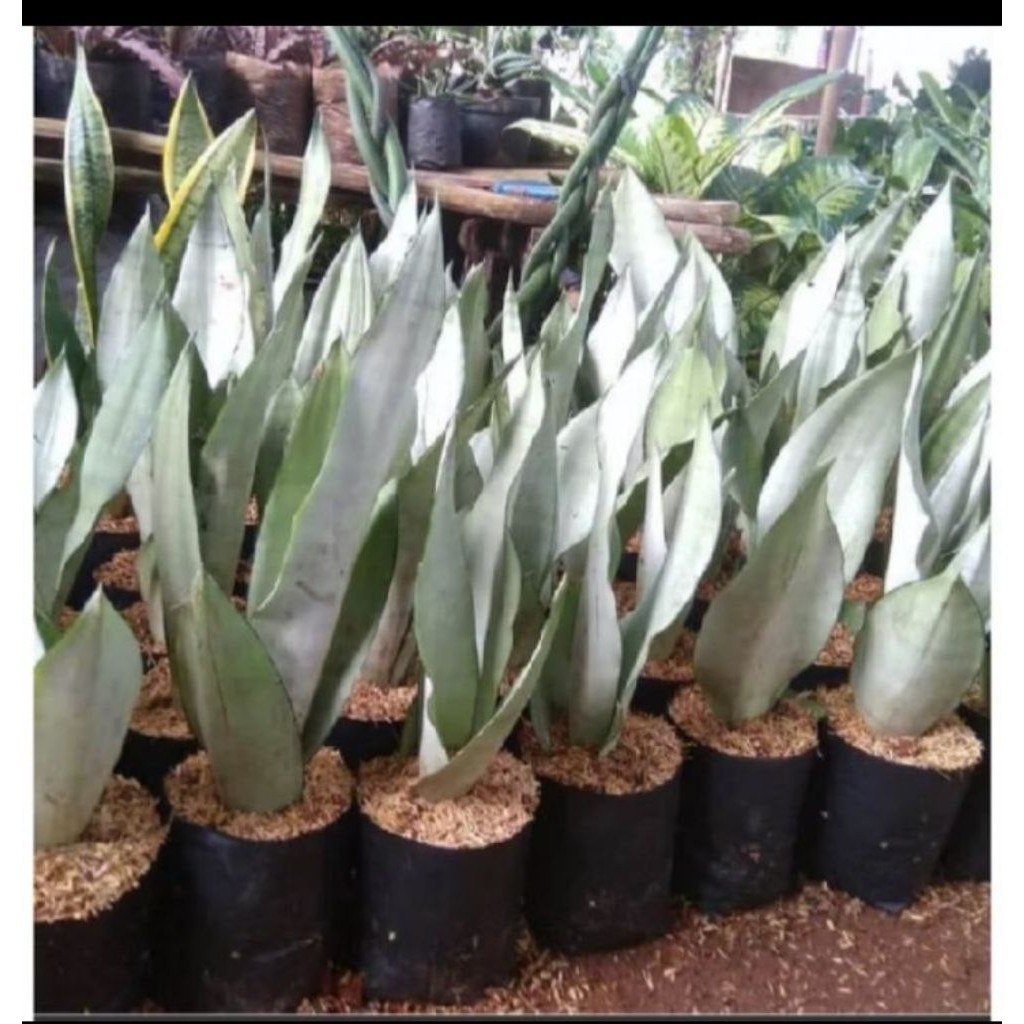 tanaman hias sanseviera Moonlight/moonshine siap tanam