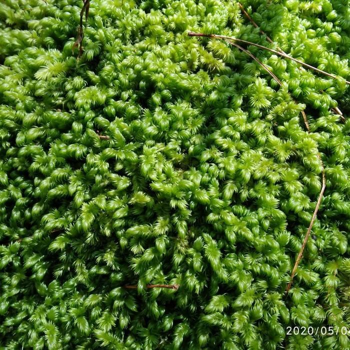 COD_ moss aquascape. Moss Pinus 500gram. Christmas Moss. (PANGPUNG ALAM)
